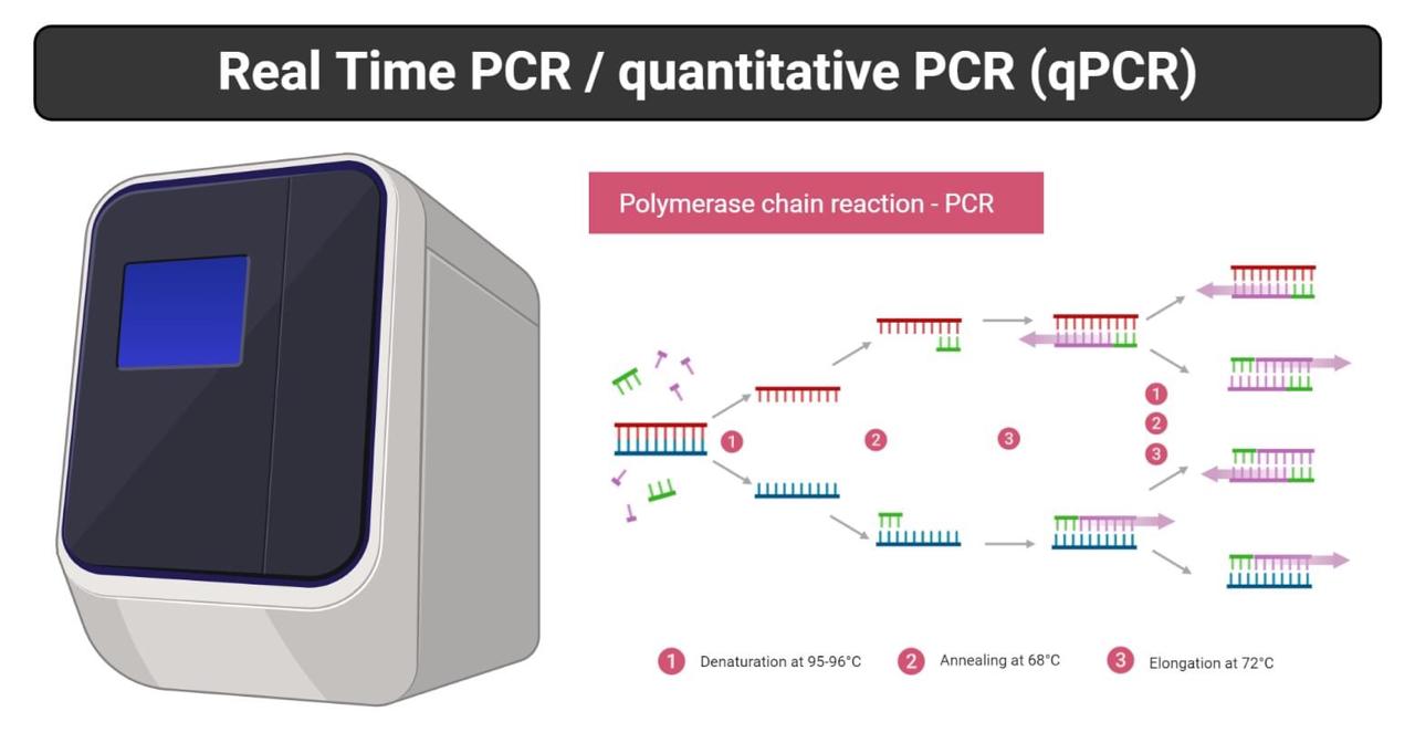 HALALFOOD-TEKNOLOGI PANGAN: RT-PCR (REAL TIME-POLYMERASE CHAIN REACTION) UNTUK MENENTUKAN KEHALALAN PRODUK PANGAN